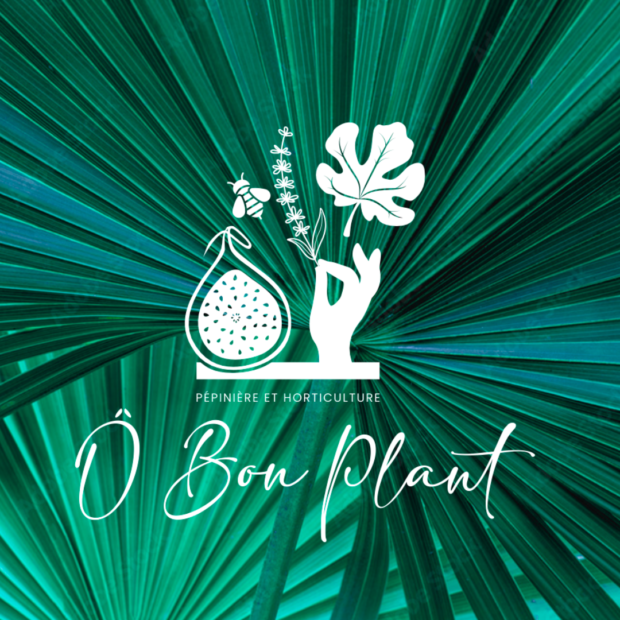 création d'un logo pour une pépinière à Solliès-Pont - Ô Bon Plant