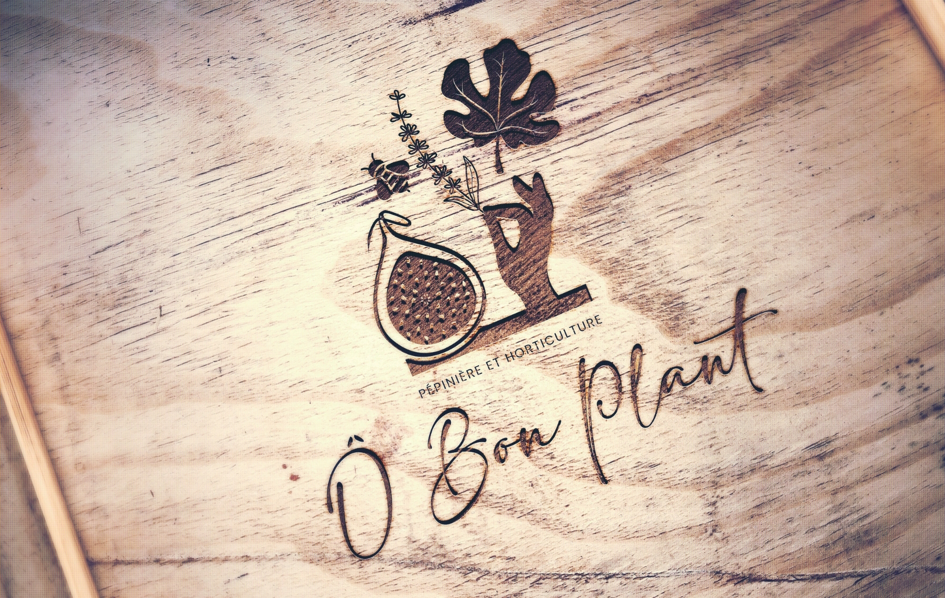 création d'un logo pour une pépinière à Solliès-Pont - Ô Bon Plant
